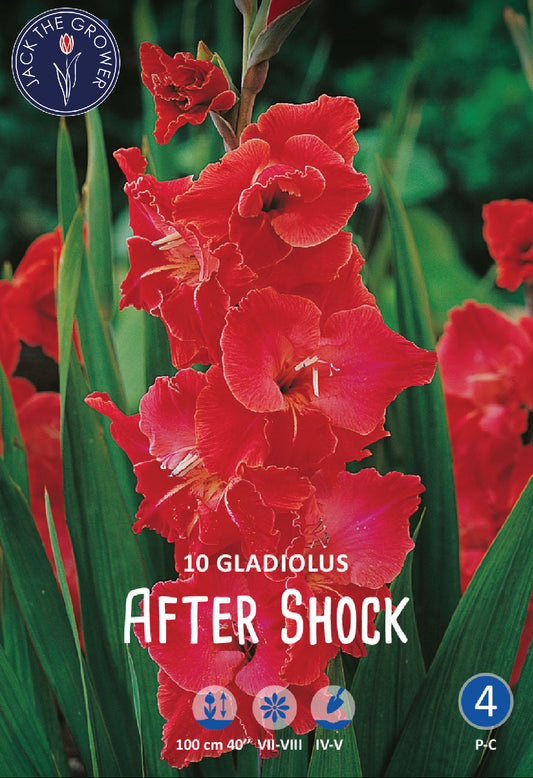 Gladiolus After Shock