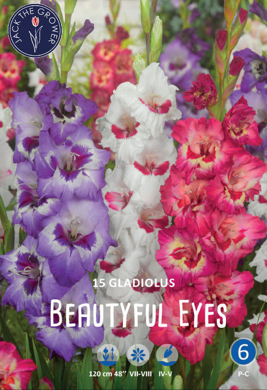 Gladiolus Beautyful Eyes