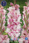 Gladiolus Caucasus Jack the Grower
