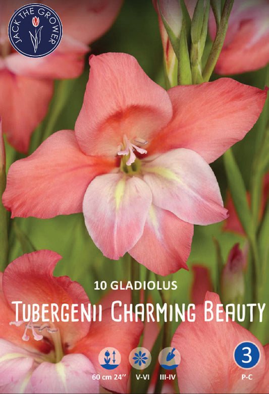 Gladiolus Tubergenii Charming Beauty