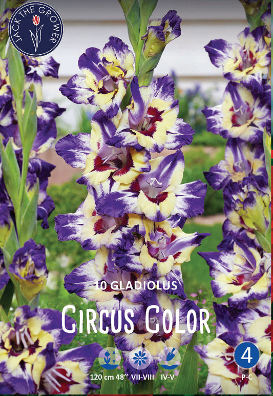 Gladiolus Circus Color