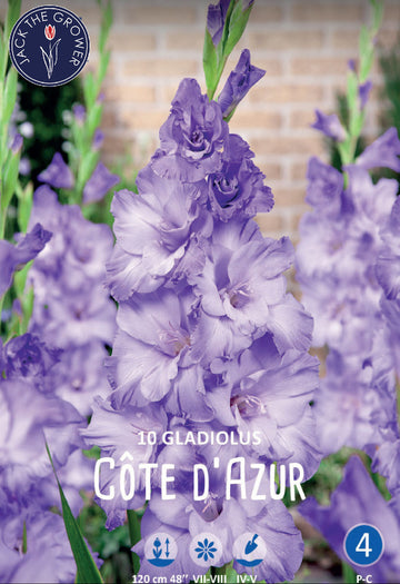 Gladiolus Cote d'Azur