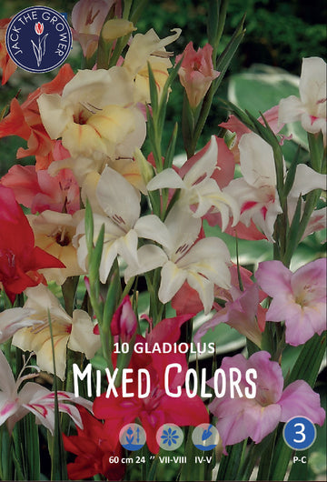 Dwarf-Gladiolus Mixed Colors