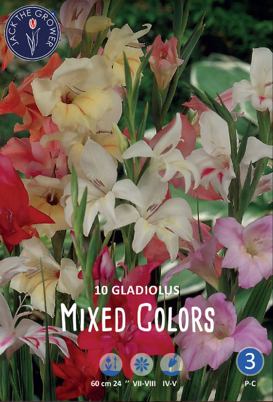 Dwarf-Gladiolus Mixed Colors
