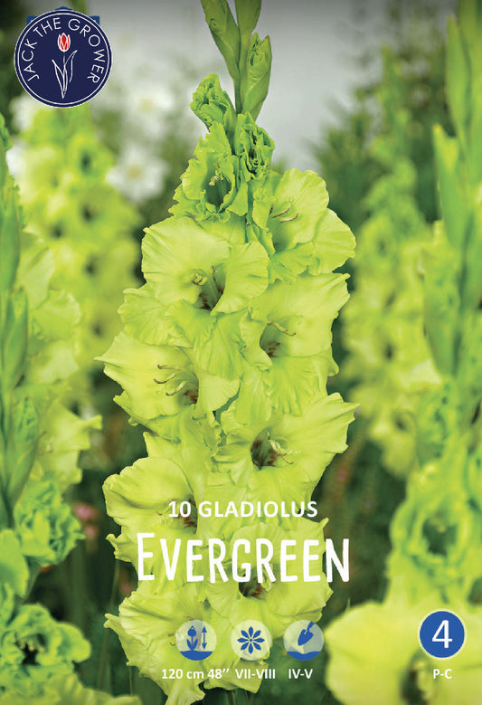 Gladiolus Evergreen
