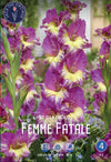 Gladiolus Femme Fatale
