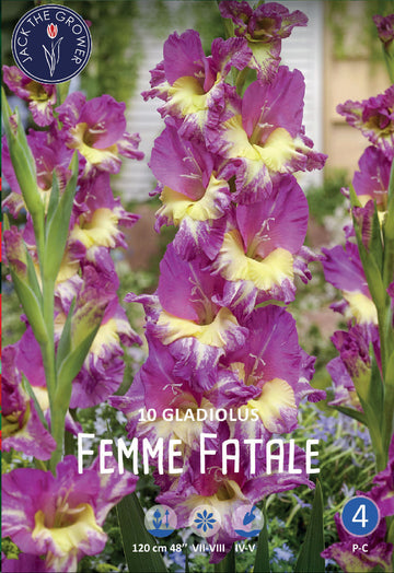 Gladiolus Femme Fatale