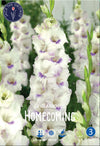 Gladiolus Homecoming