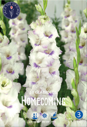 Gladiolus Homecoming