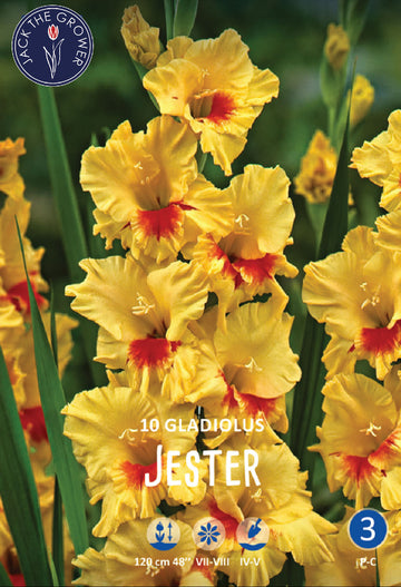 Gladiolus Jester
