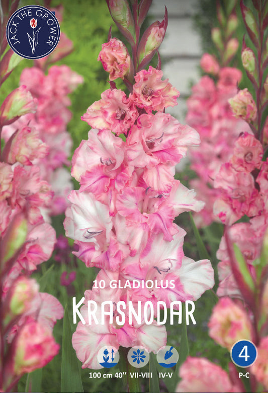 Gladiolus Krasnodar