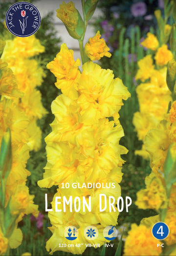 Gladiolus Lemon Drop