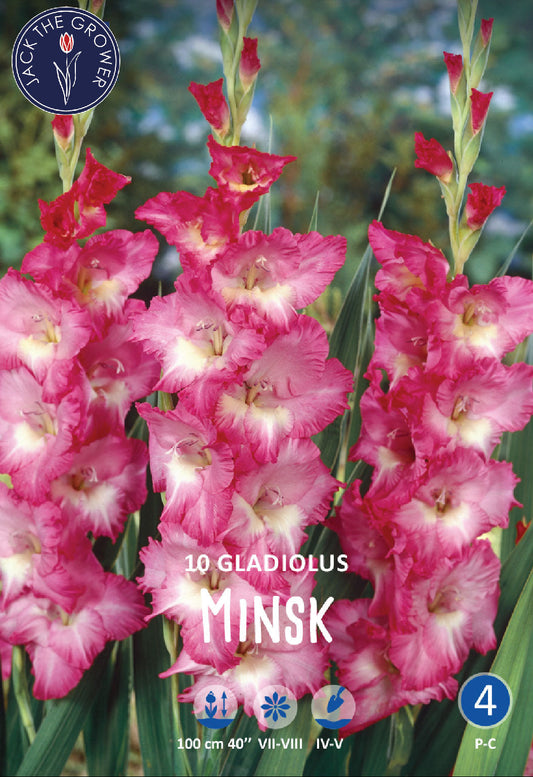 Gladiolus Minsk