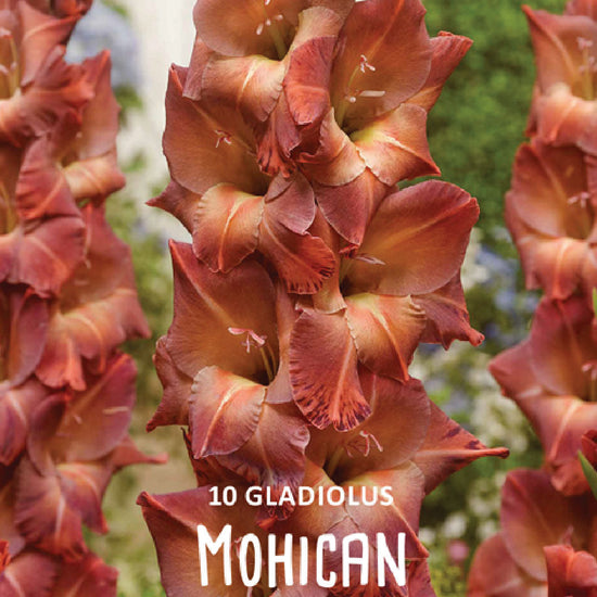 Gladiolus Mohican Jack the Grower
