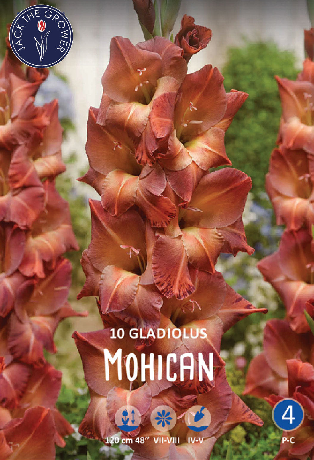 Gladiolus Mohican Jack the Grower