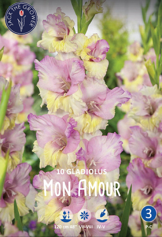 Gladiolus Mon Amour