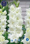 Gladiolus Murmansk