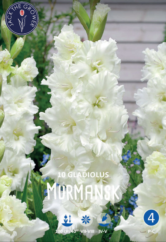 Gladiolus Murmansk