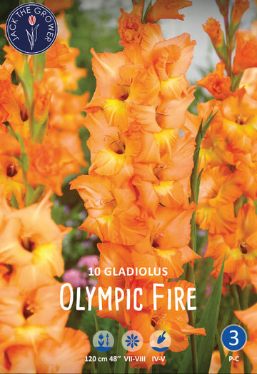 Gladiolus Olympic Fire