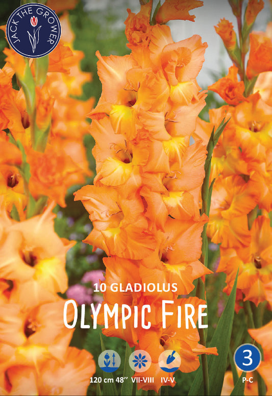 Gladiolus Olympic Fire