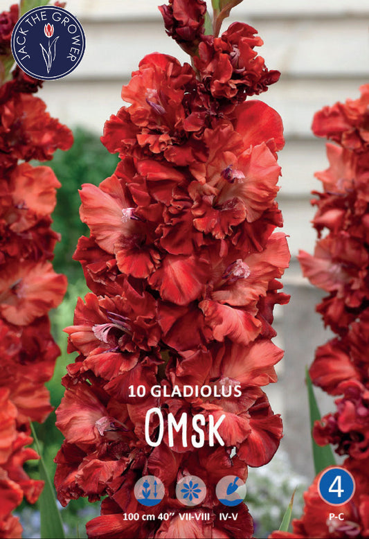 Gladiolus Omsk