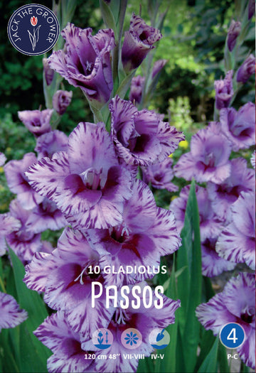 Gladiolus Passos®