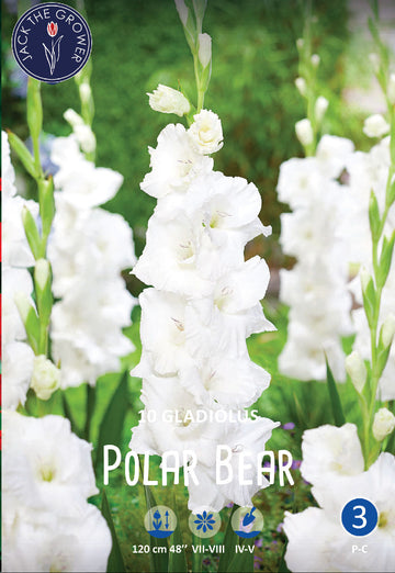 Gladiolus Polar Bear
