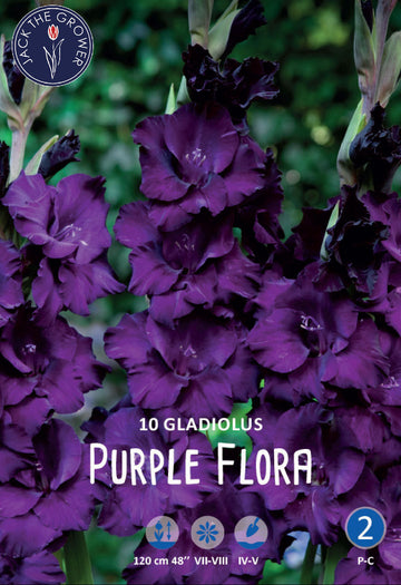 Gladiolus Purple Flora