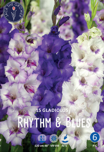 Gladiolus Rhythm & Blues