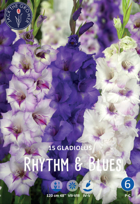 Gladiolus Rhythm & Blues