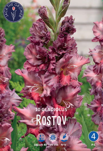 Gladiolus Rostov