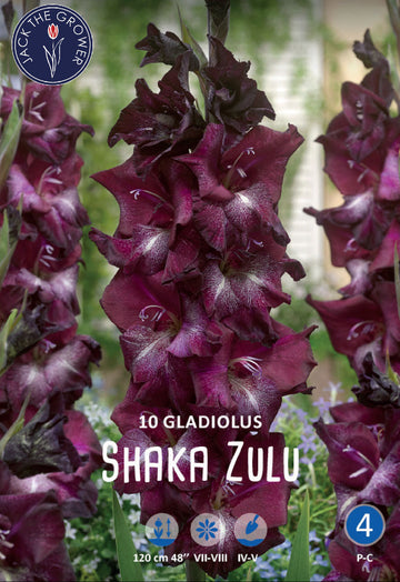 Gladiolus Shaka Zulu
