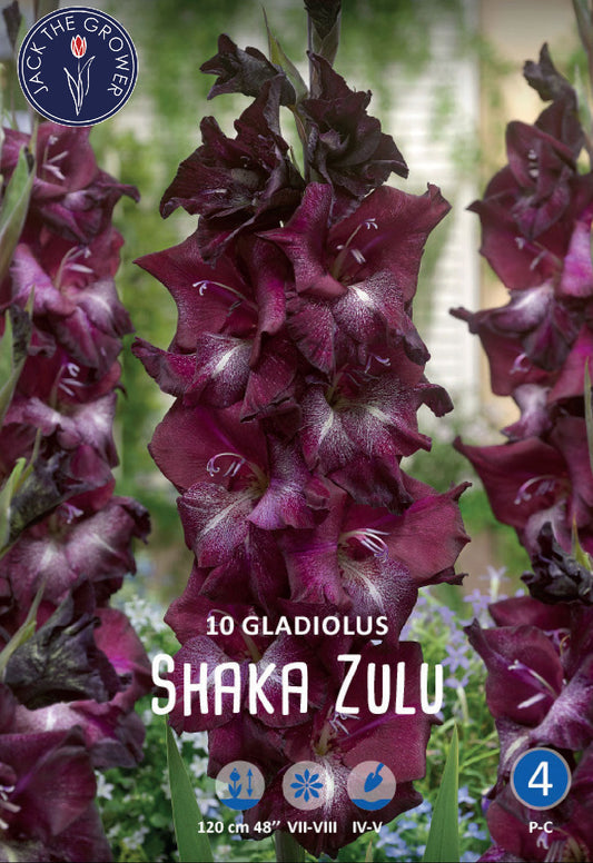 Gladiolus Shaka Zulu