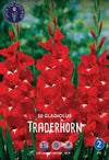 Gladiolus Traderhorn