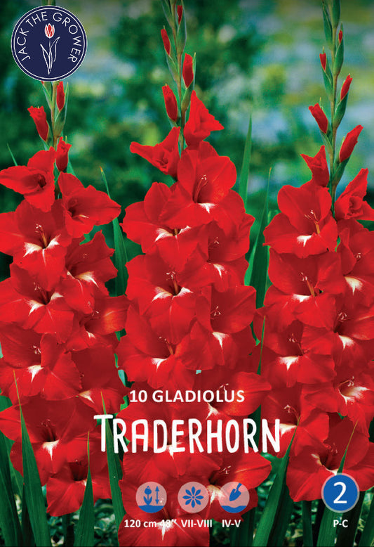 Gladiolus Traderhorn