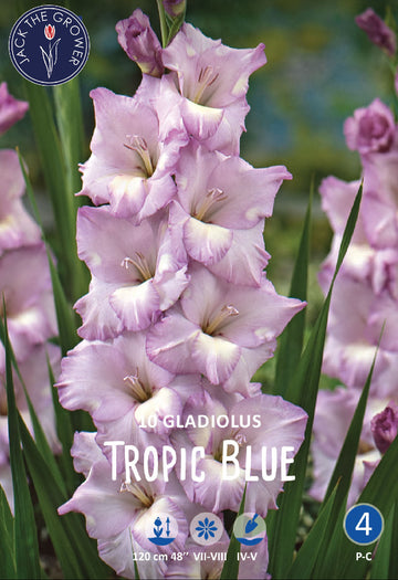 Gladiolus Tropic Blue