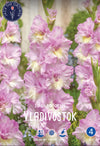 Gladiolus Vladivostok