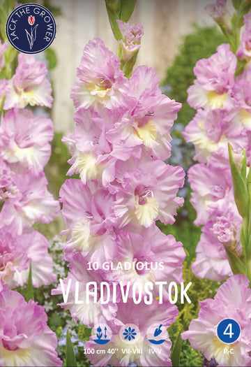Gladiolus Vladivostok