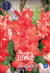 Gladiolus Zizanie
