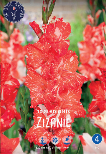 Gladiolus Zizanie