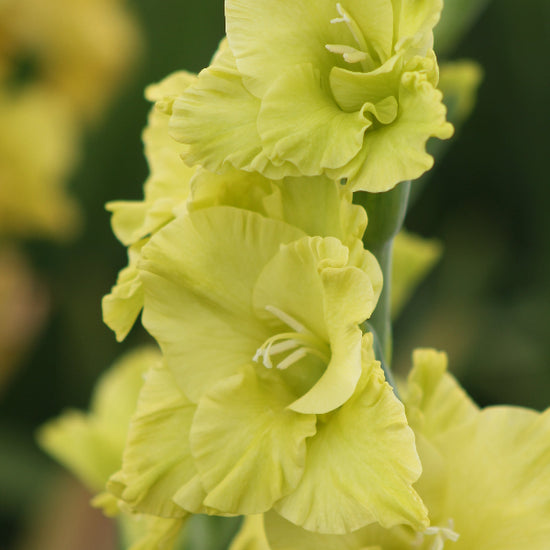 Gladiolus Evergreen Jack the Grower