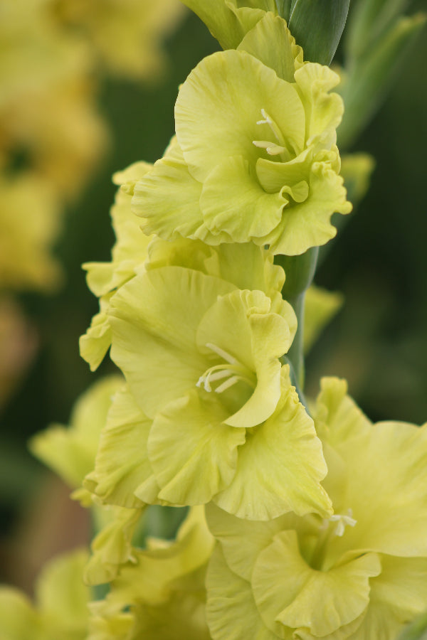Gladiolus Evergreen Jack the Grower