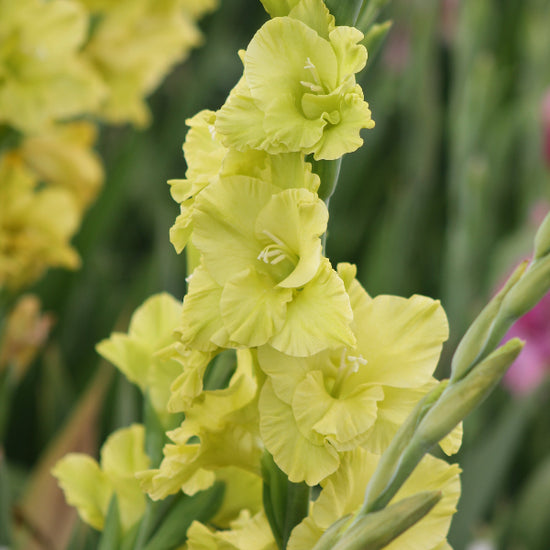Gladiolus Evergreen Jack the Grower