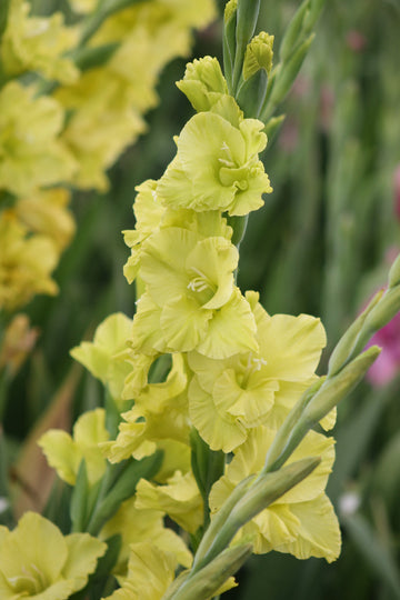 Gladiolus Evergreen Jack the Grower