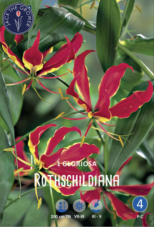 Gloriosa Rothschildiana