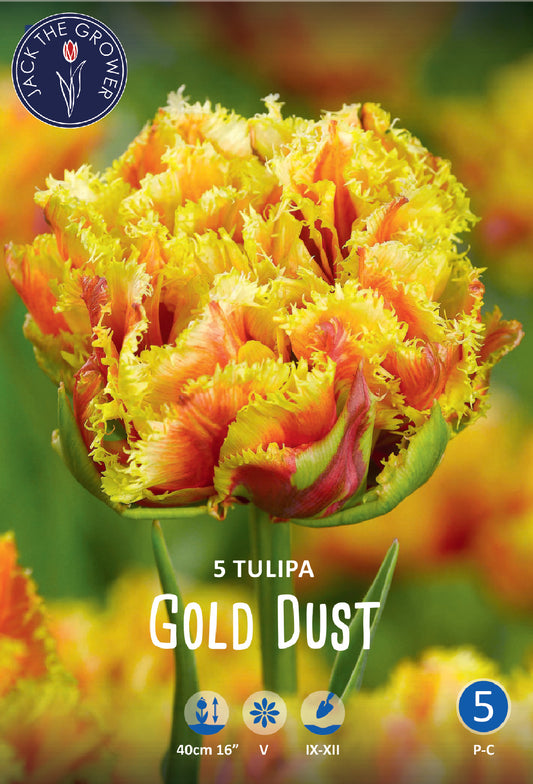 Tulipa Gold Dust Jack the Grower