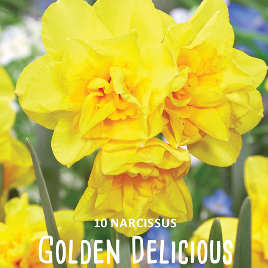 Narcissus Golden Delicious Jack the Grower