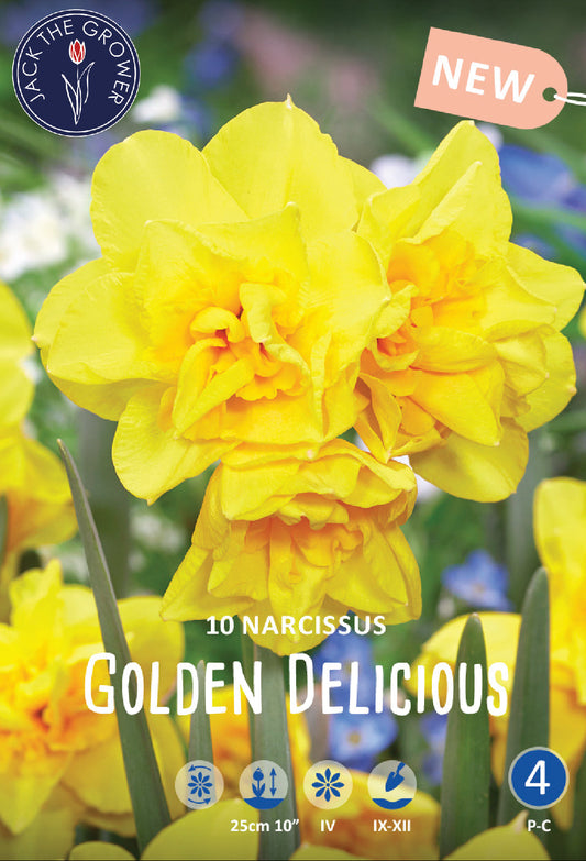Narcissus Golden Delicious Jack the Grower