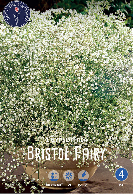 Gypsophila Bristol Fairy