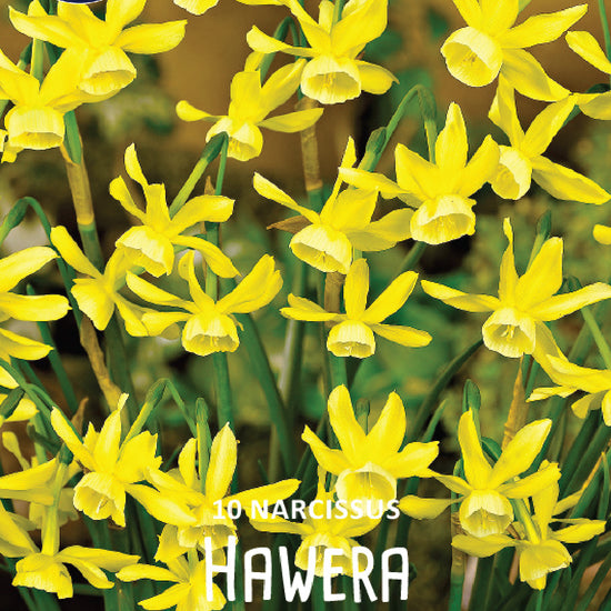 Narcissus Hawera Jack the Grower